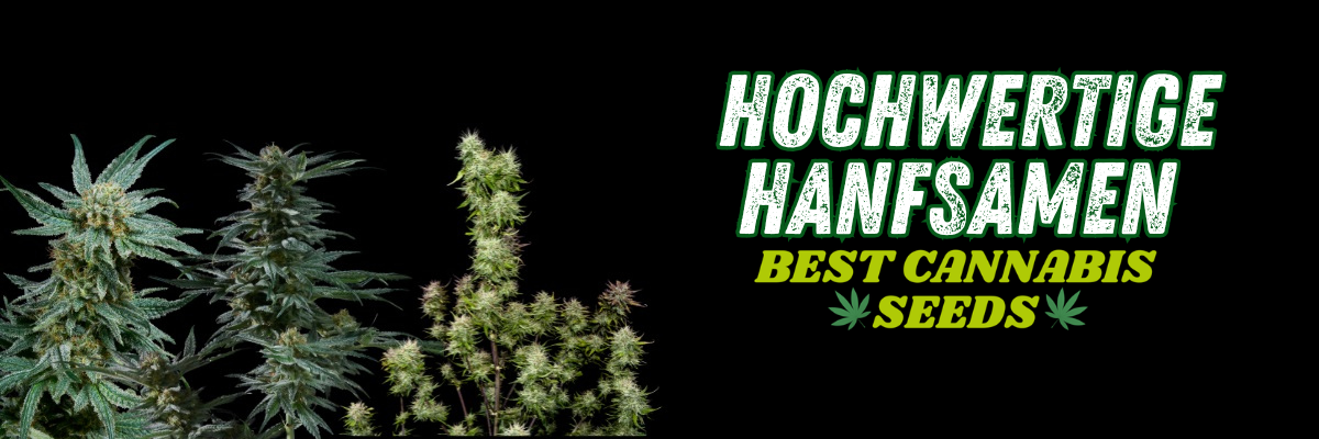 cannabissamen
